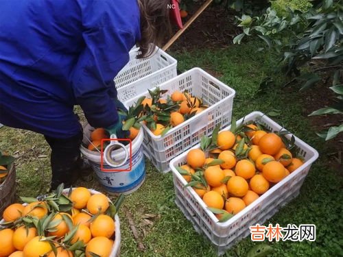 橙子零下10℃邮递会冻吗,冬天往哈尔滨邮橙子能冻吗？