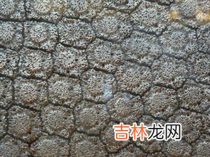 南美的什么俗称银三角,南美的什么地方俗称银三角？