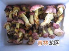 牛肝菌不能和什么一起吃,牛肝菌禁忌