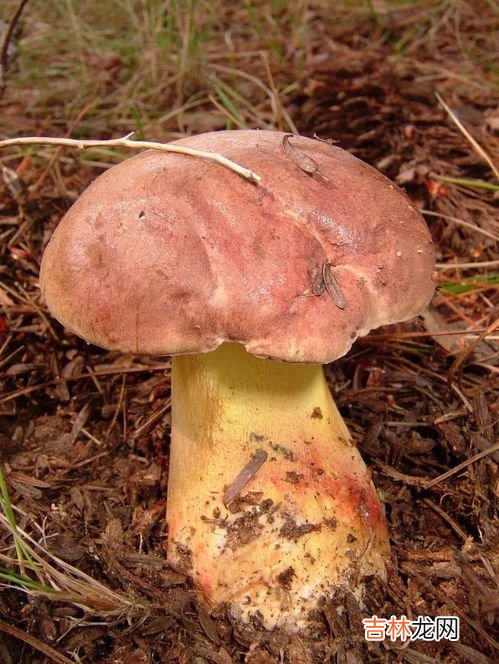 牛肝菌不能和什么一起吃,牛肝菌禁忌