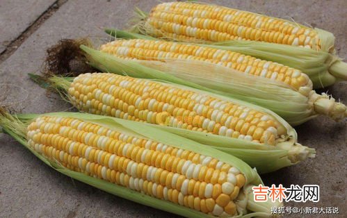 玉米棒煮多久能熟,玉米煮多久就熟了