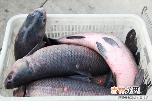 草鱼和青鱼口感的区别,青鱼是草鱼吗,和草鱼有什么区别