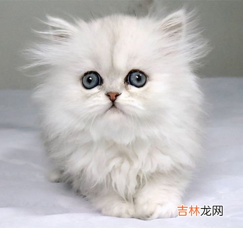 金吉拉猫好养吗,金吉拉猫好养吗