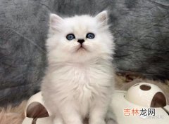 金吉拉猫好养吗,金吉拉猫好养吗