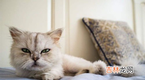 金吉拉猫好养吗,金吉拉猫好养吗