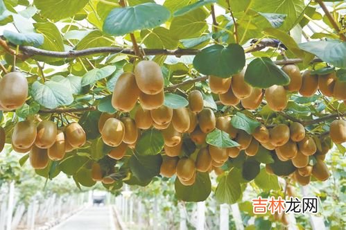 猕猴桃榨汁要加水吗,猕猴桃如何榨汁