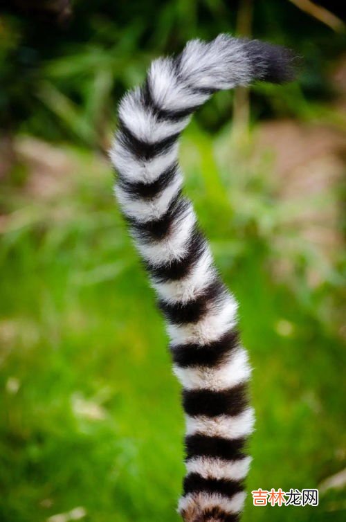 动物尾巴的作用,动物尾巴的作用