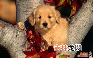 金毛喂养正确方法,金毛犬怎么饲养方法