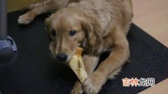 金毛喂养正确方法,金毛犬怎么饲养方法