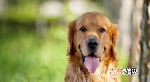 金毛喂养正确方法,金毛犬怎么饲养方法