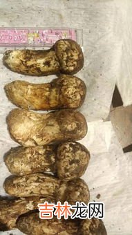 松茸菌的清洗方法,新鲜松茸怎么洗?