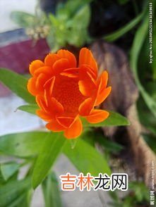 金盏花简介,金盏花的品种简介