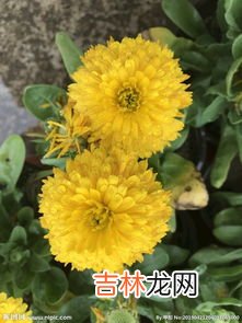 金盏花简介,金盏花的品种简介