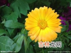 金盏花简介,金盏花的品种简介