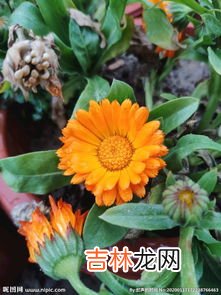 金盏花简介,金盏花的品种简介