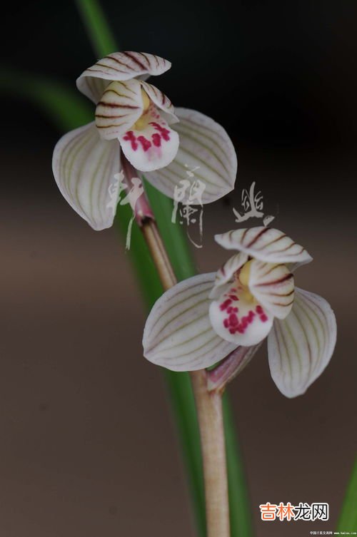 金蛋子母花和公花区别,金蛋子树有几个名称