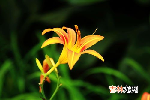 金蛋子母花和公花区别,金蛋子树有几个名称