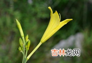 金蛋子母花和公花区别,金蛋子树有几个名称