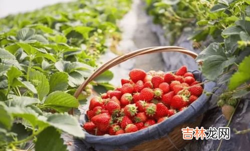 巧克力草莓是什么品种,草莓叶子红了会活吗