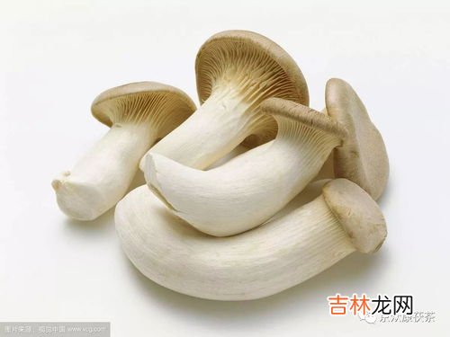 鸡腿菇的功效与作用,鸡腿菇有什么作用 吃鸡腿菇有什么功效
