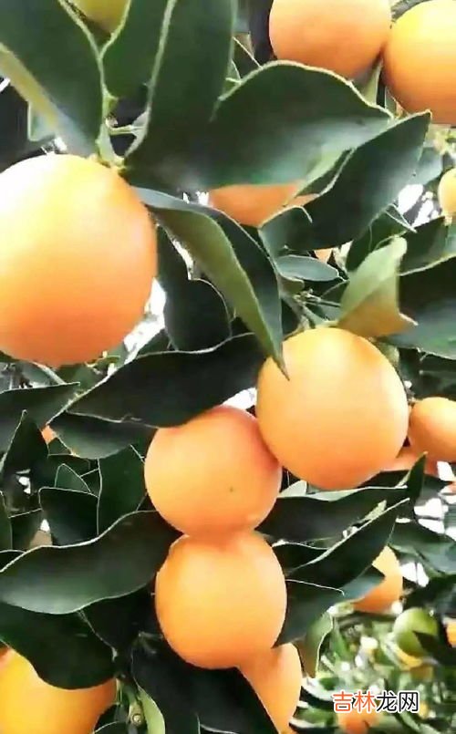 金橘的种植技术,金桔的养殖方法