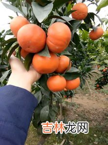 金橘的种植技术,金桔的养殖方法