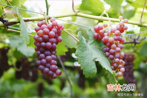 葡萄汁很久了怎么洗掉,葡萄汁怎么洗掉