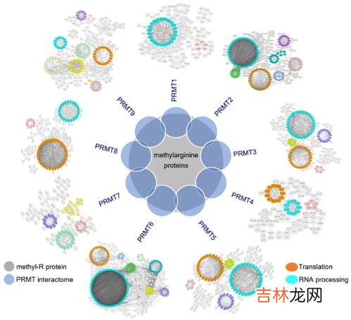 精氨酸的作用有哪些,精氨酸胶囊的作用与功效