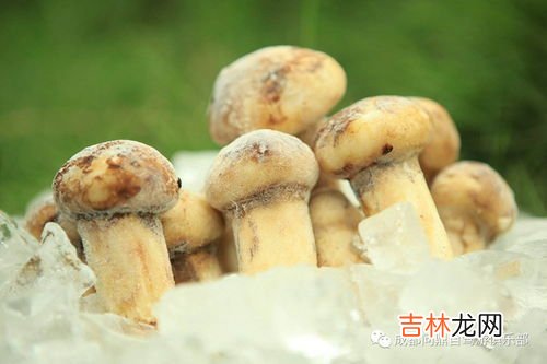 松茸能冷冻吗,新鲜松茸可以冷冻保存吗-储存须知