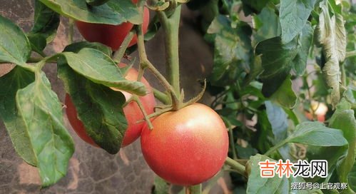 李子和西红柿能不能一起吃,西红柿不能和什么一起吃