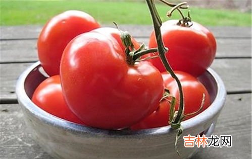 李子和西红柿能不能一起吃,西红柿不能和什么一起吃