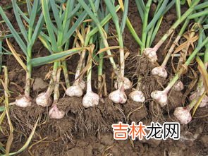 大蒜精会刺激胃吗,大蒜精胃不好能吃吗