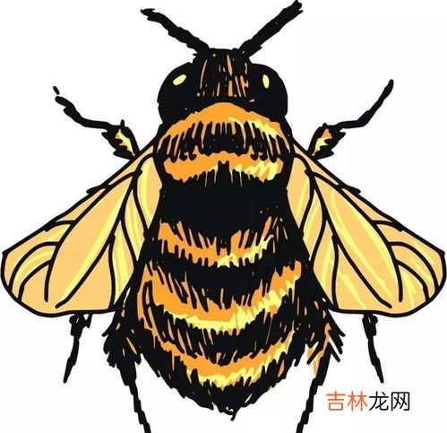 简笔画一只黄蜂,大黄蜂的画法