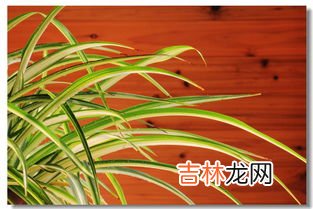 金丝吊兰怎么养才长得好,金丝吊兰怎么养