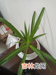 金丝吊兰怎么养才长得好,金丝吊兰怎么养