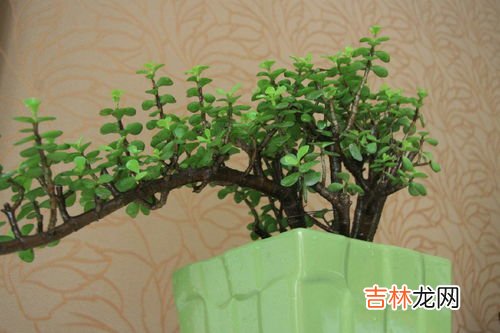 金枝玉叶怎么养才变红才长得好,金枝玉叶怎么养才变红?