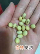 鉴别小米转基因的方法,如何分辨转基因食品