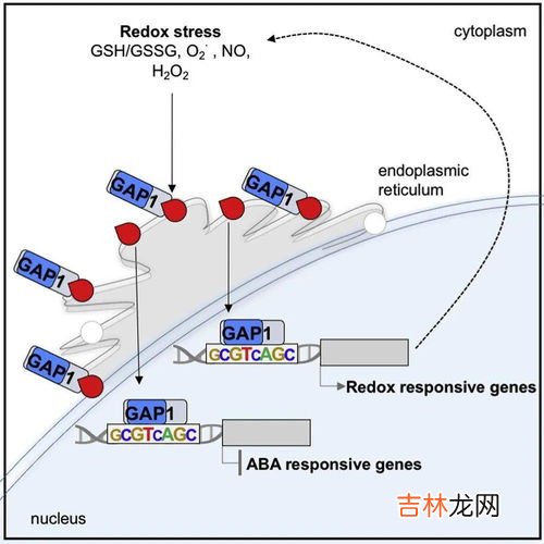 反馈调节是指什么,反馈调节的意义是什么？