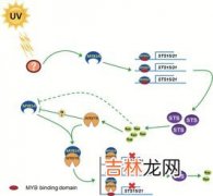 反馈调节是指什么,反馈调节的意义是什么？