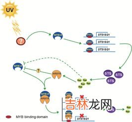 反馈调节是指什么,反馈调节的意义是什么？