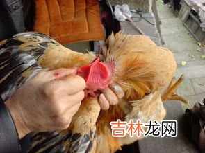 鸡吃了盐为什么死了,用盐饵致死的野鸡可食用吗?