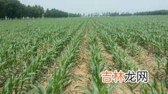 黄贮玉米秸秆方法,黄贮玉米秸秆的方法
