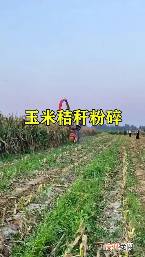黄贮玉米秸秆方法,黄贮玉米秸秆的方法