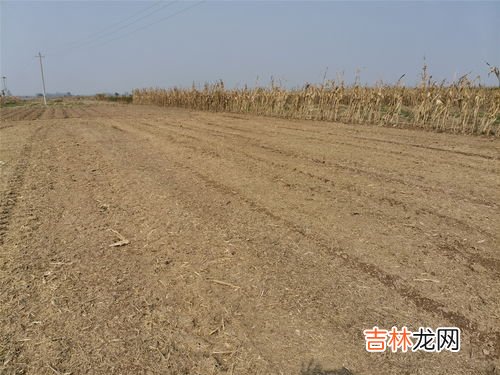 黄贮玉米秸秆方法,黄贮玉米秸秆的方法