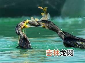 鸬鹚属于什么生态系统,猞猁、扬子鳄、疣鼻天鹅、鸬鹚、黑斑蛙、鳗鲡所在什么生态系统