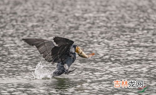 鸬鹚属于什么生态系统,猞猁、扬子鳄、疣鼻天鹅、鸬鹚、黑斑蛙、鳗鲡所在什么生态系统