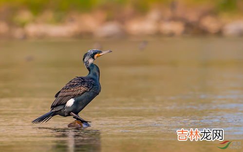 鸬鹚属于什么生态系统,猞猁、扬子鳄、疣鼻天鹅、鸬鹚、黑斑蛙、鳗鲡所在什么生态系统