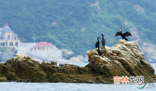 鸬鹚属于什么生态系统,猞猁、扬子鳄、疣鼻天鹅、鸬鹚、黑斑蛙、鳗鲡所在什么生态系统