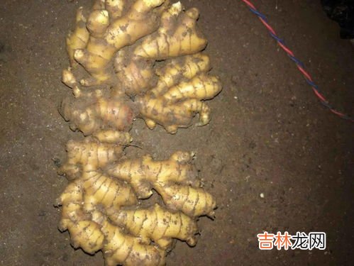 生姜冰箱冷冻保存法,生姜能冷冻保存吗