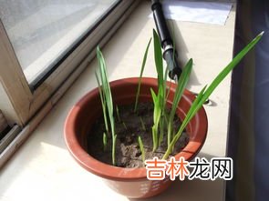 小苍兰类似什么味,msn的小苍兰像舒肤佳吗